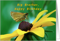 Big Brother, Happy Birthday, Butterfly on Brown eyed Susan card