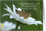 A Big Birthday Wish for a mother-in-Law, Butterfly in a White Daisy card