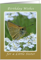 Happy Birthday, Little Sister, Butterfly on White Yarrow Flowers card