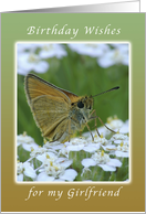 Happy Birthday, for my Girlfriend, Butterfly on White Yarrow Flowers card