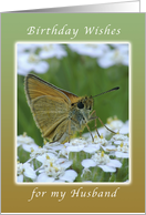 Happy Birthday, for my Husband, Butterfly on White Yarrow Flowers card