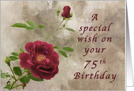 Red Rose a Special 75th Birthday Wish card