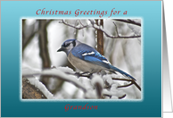 Christmas Greetings for a Grandson, Bluejay in Snow card