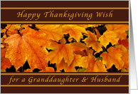 Happy Thanksgiving Wishes for a granddaughter & Husband, Maple Leaves card