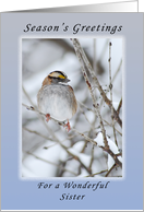 Season’s Greetings a Wonderful Sister, Sparrow card