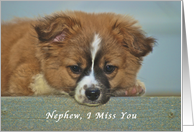 I Miss My Nephew, cute Puppy with Lonely looking eyes card