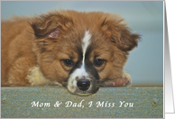 I Miss My parents, cute Puppy with Lonely looking eyes card