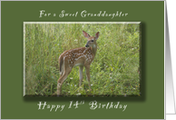 Happy 14th Birthday for a Granddaughter, A Young Fawn in the Spring card