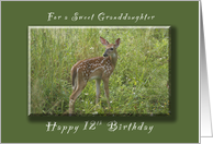 Happy 12th Birthday for a Granddaughter, A Young Fawn in the Spring card