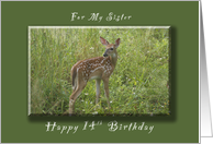 Happy 14th Birthday for my Sister, A Young Fawn in the Spring card