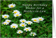 Happy Birthday Mother-in-Law, Daisies in the Sun card
