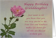 Happy Birthday Granddaughter, Simple Pink rose card