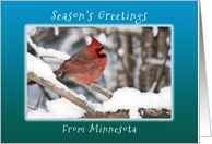 Season’s Greetings from Minnesota, Cardinal in the Snow. card