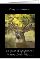 Engagement Congratulations, Big Buck card