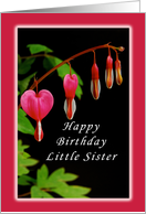 Happy Birthday, Little Sister, Red Bleeding Heart Flowers card