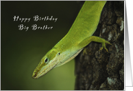 Happy Birthday Big Brother, Gecko, Green Anole, lizard card