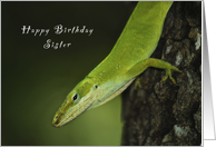 Happy Birthday Sister, Gecko, Green Anole, lizard card