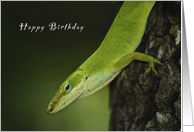 Happy Birthday, Gecko, Green Anole, lizard card