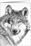 North American Gray Wolf--Endangered Species Blank Note Card