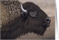 Magnificent North American Bison--Blank note card