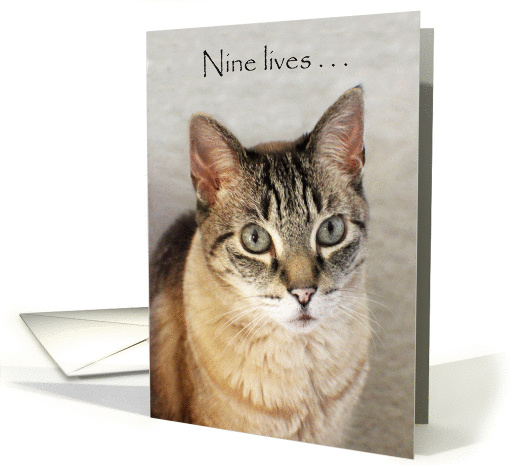 Nine lives aren't enough---Attentive tabby card (1318538)