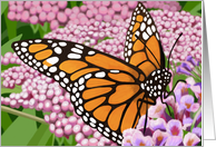 Monarch Butterfly Blank Note card