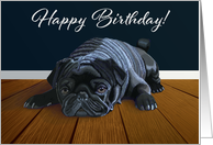 Waiting for Playtime--Black Pug Birthday card