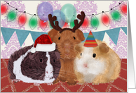 Guinea Pig Happy Birthday on Christmas Card