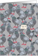 Birthday on National Pigeon Day, June 13 card