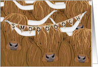 Scottish Highland Cow Herd, Welcome to the Family card