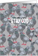 Stay Coo (Stay Cool) City Pigeon, Friendship card