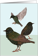 Starlings Welcome Home card