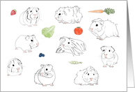 Guinea Pig Blank Note card