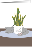 Cat Napping with Plant Blank card