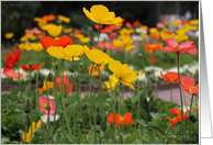 Oriental Poppies card