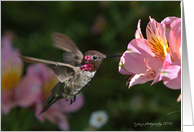 Hummingbird card