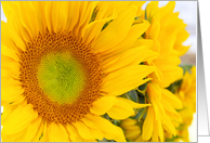 Sunny Sunflowers - Blank Inside card
