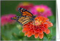 Monarch on Zinnia card