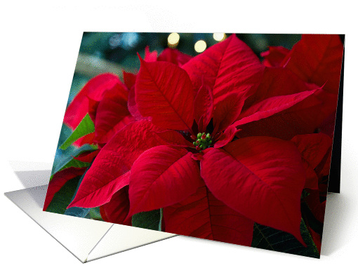 Festive Red Poinsettia- Blank Inside card (1347678)