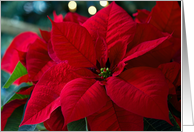 Festive Red Poinsettia- Blank Inside card