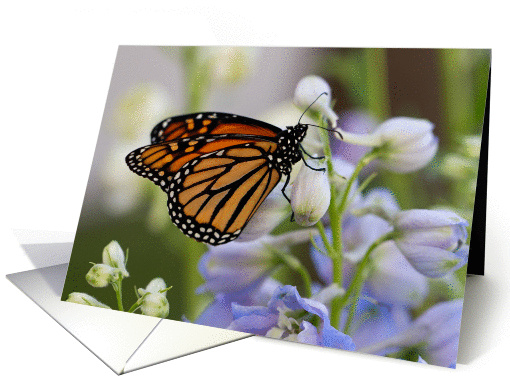 Monarch Butterfly on Delphinium - Blank Inside card (1355342)