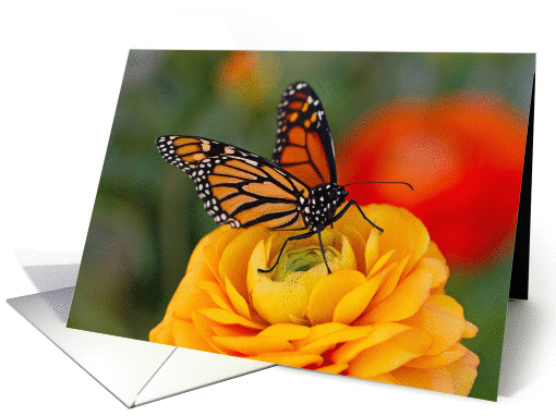 Monarch on a Buttercup - Blank Inside card (1356632)