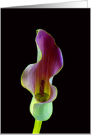 Elegant Calla Lily Blank Any Occasion card