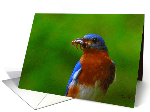 Bluebird with Cricket Blank Any Occasion card (1195026)
