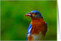 Bluebird with Cricket Blank Any Occasion card