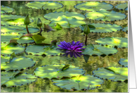 Purple Waterlily Any Occasion Blank Any Occasion card