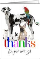 Thanks for petsitting, colorful custom photo card