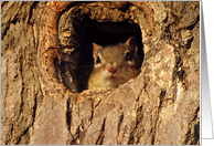 Congratulations on your new home Chipmunk in Tree card