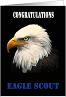 Eagle Scout Congratulations - American Bald Eagle card