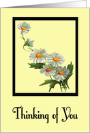Thinking of You - Daisies card